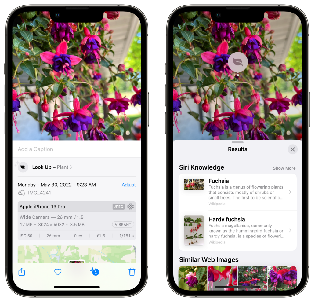 朗县苹果手机维修分享小技巧：使用 iPhone 相机识别花卉植物 